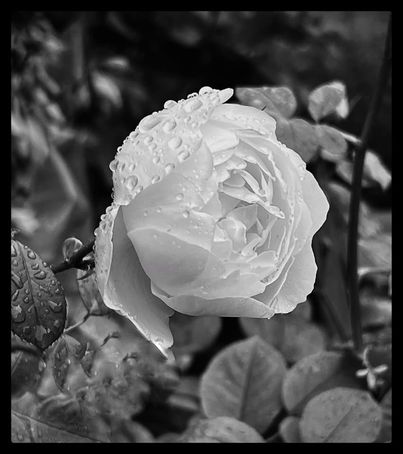 Remember the white rose of resistance — se rappeler la rose blanche de résistance