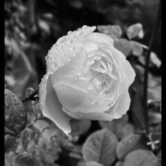 Remember the white rose of resistance — se rappeler la rose blanche de résistance